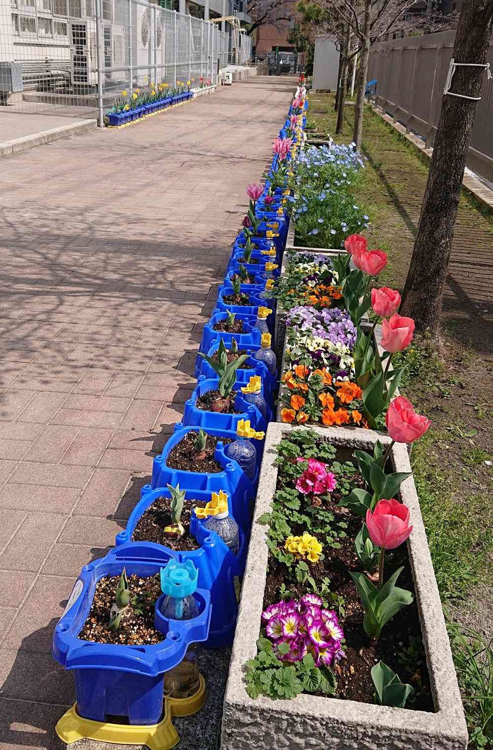 春休みの花壇２